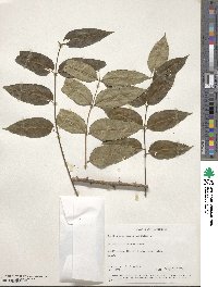 Zanthoxylum clava-herculis image