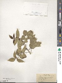 Zanthoxylum clava-herculis image