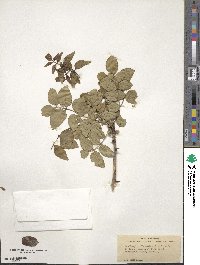 Zanthoxylum clava-herculis image