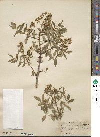 Zanthoxylum clava-herculis image