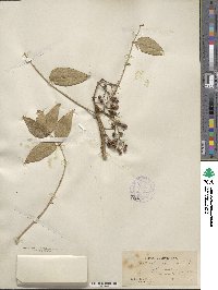 Zanthoxylum clava-herculis image