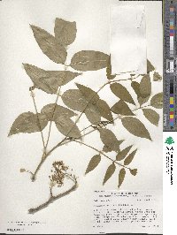 Zanthoxylum clava-herculis image