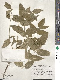 Zanthoxylum clava-herculis image