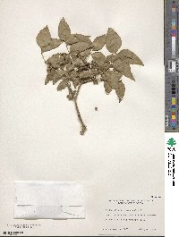 Zanthoxylum clava-herculis image