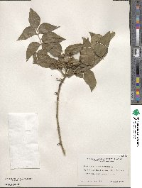 Zanthoxylum clava-herculis image