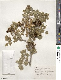 Zanthoxylum clava-herculis image