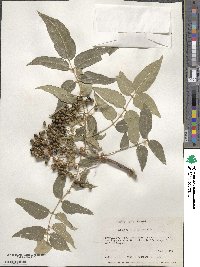 Zanthoxylum clava-herculis image