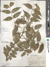 Zanthoxylum clava-herculis image