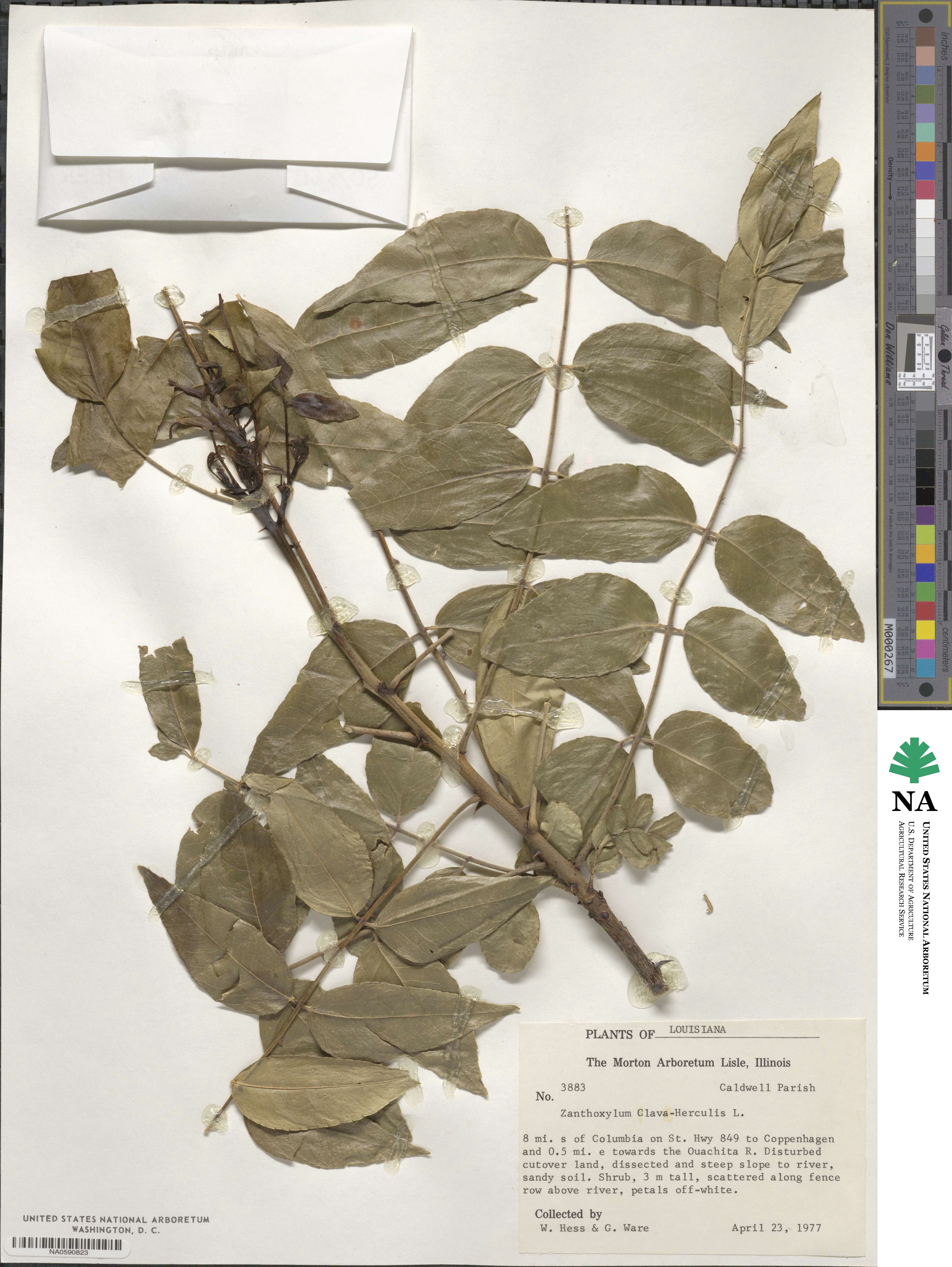 Zanthoxylum clava-herculis image