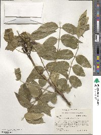 Zanthoxylum clava-herculis image