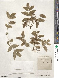 Zanthoxylum clava-herculis image