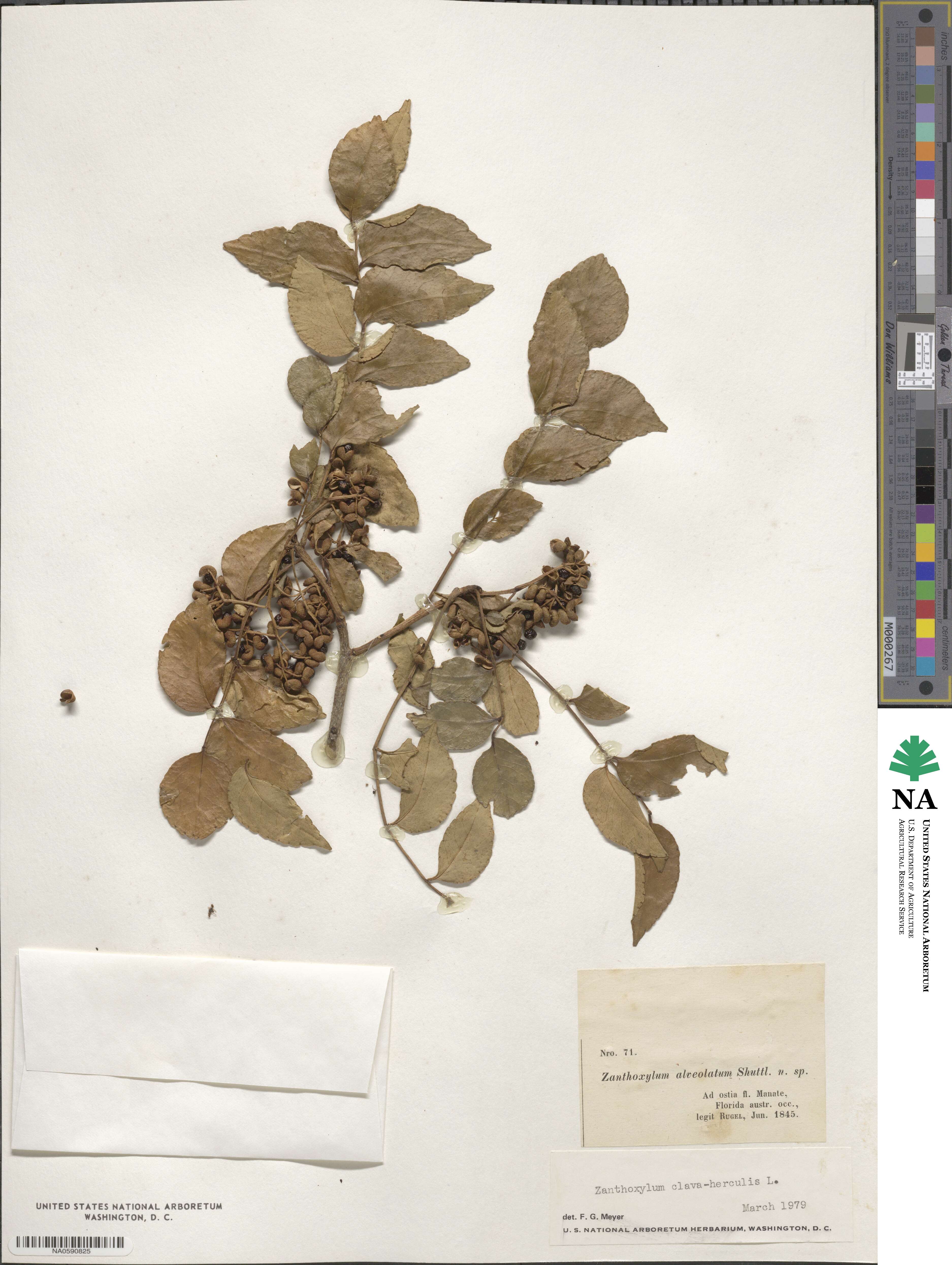 Rutaceae image