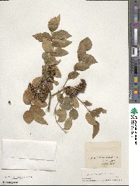 Zanthoxylum clava-herculis image