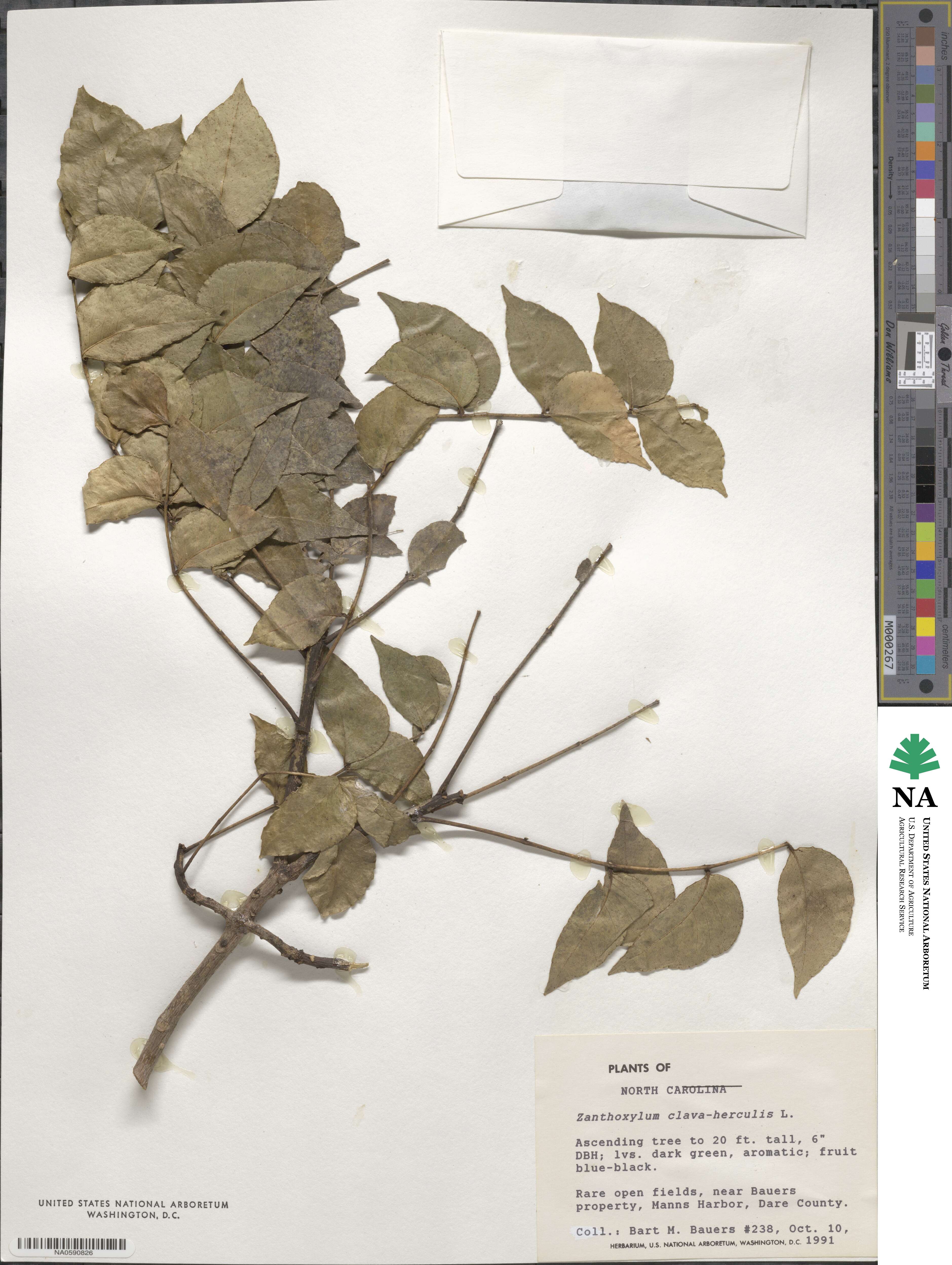 Zanthoxylum clava-herculis image