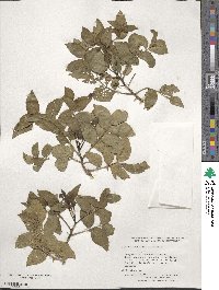 Zanthoxylum clava-herculis image