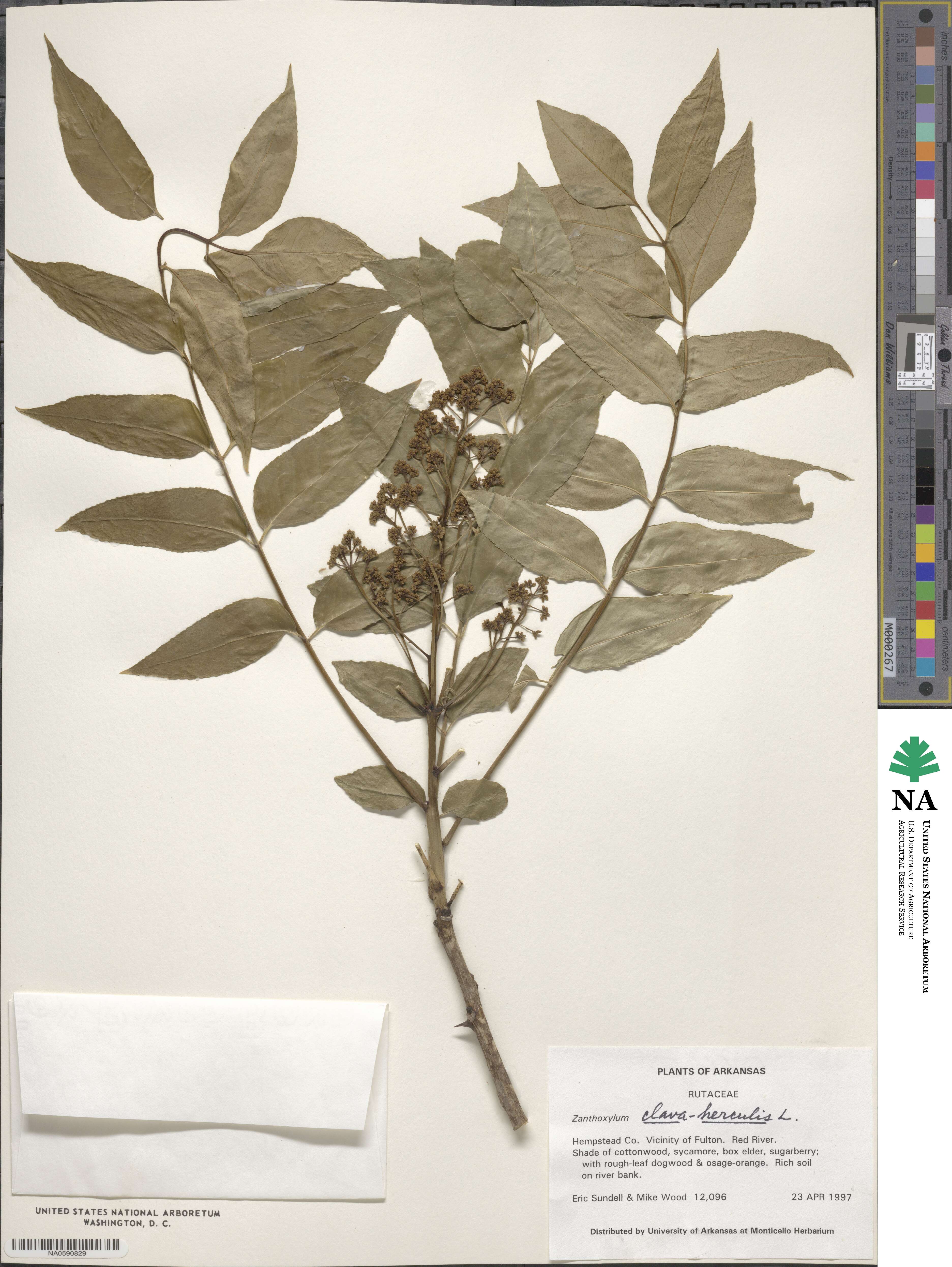 Zanthoxylum clava-herculis image