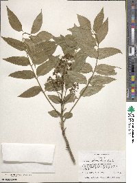 Zanthoxylum clava-herculis image