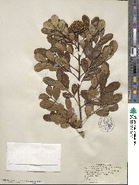 Zanthoxylum spinosum image