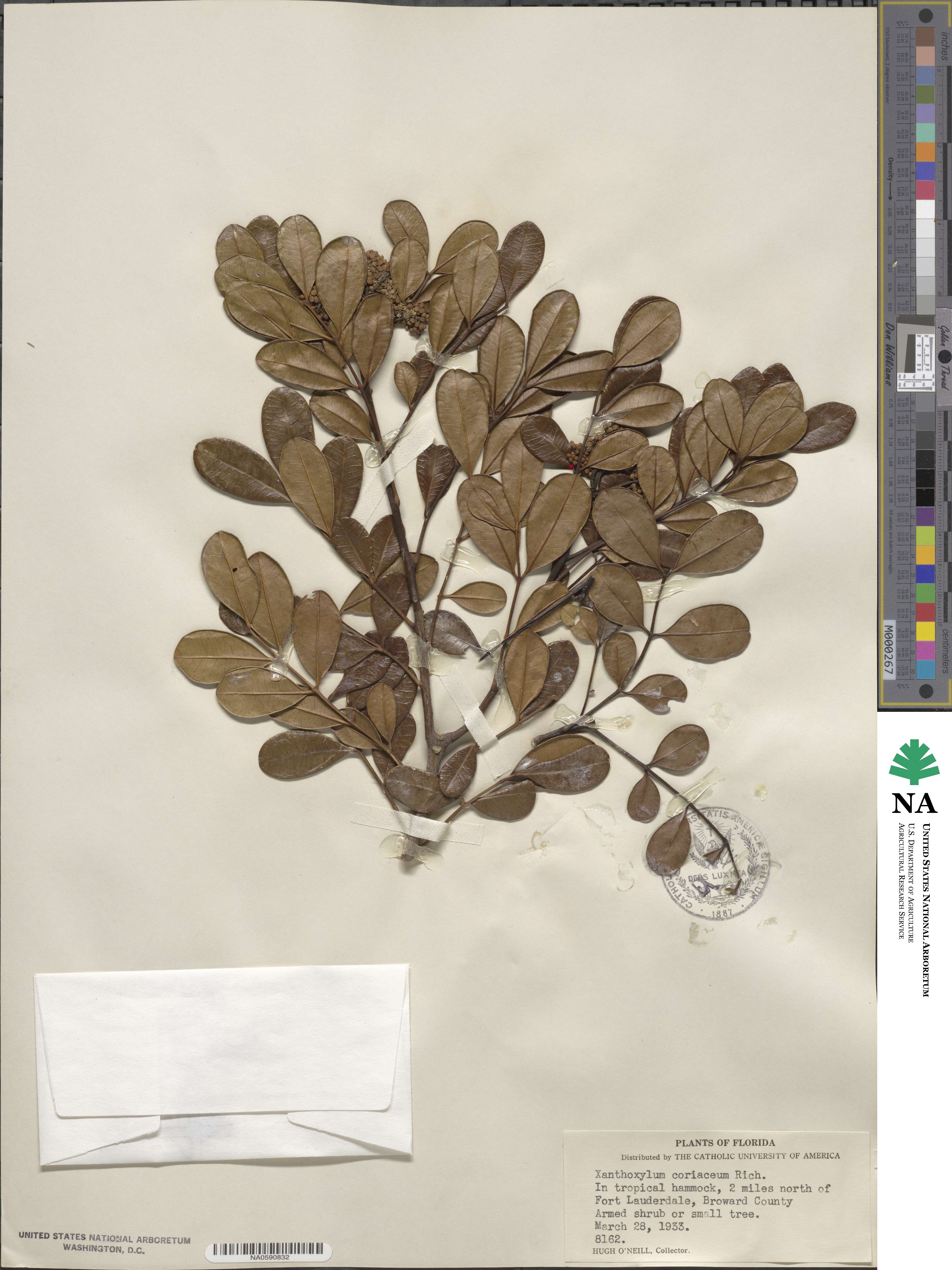 Zanthoxylum spinosum image