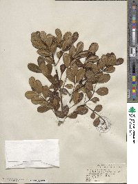 Zanthoxylum spinosum image