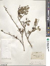 Zanthoxylum spinosum image