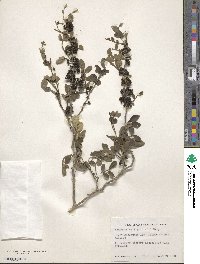 Zanthoxylum spinosum image