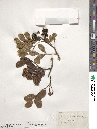 Zanthoxylum spinosum image