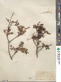 Zanthoxylum fagara image