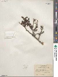 Zanthoxylum fagara image