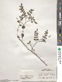 Zanthoxylum fagara image