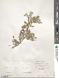 Zanthoxylum fagara image