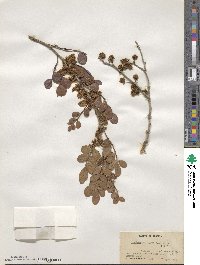 Zanthoxylum fagara image