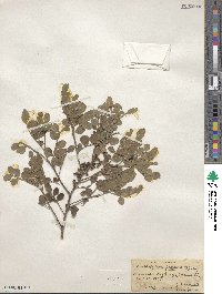 Zanthoxylum fagara image