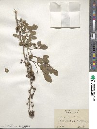 Zanthoxylum fagara image