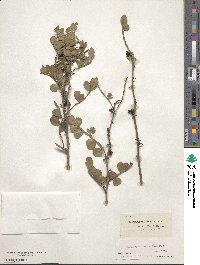 Zanthoxylum fagara image