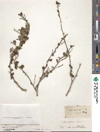 Zanthoxylum fagara image