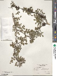 Zanthoxylum fagara image