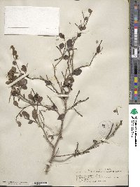 Zanthoxylum fagara image