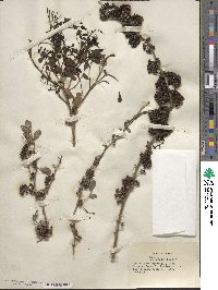 Zanthoxylum fagara image