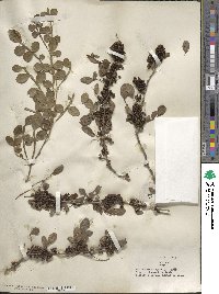 Zanthoxylum fagara image