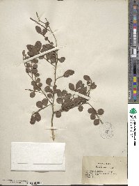 Zanthoxylum fagara image