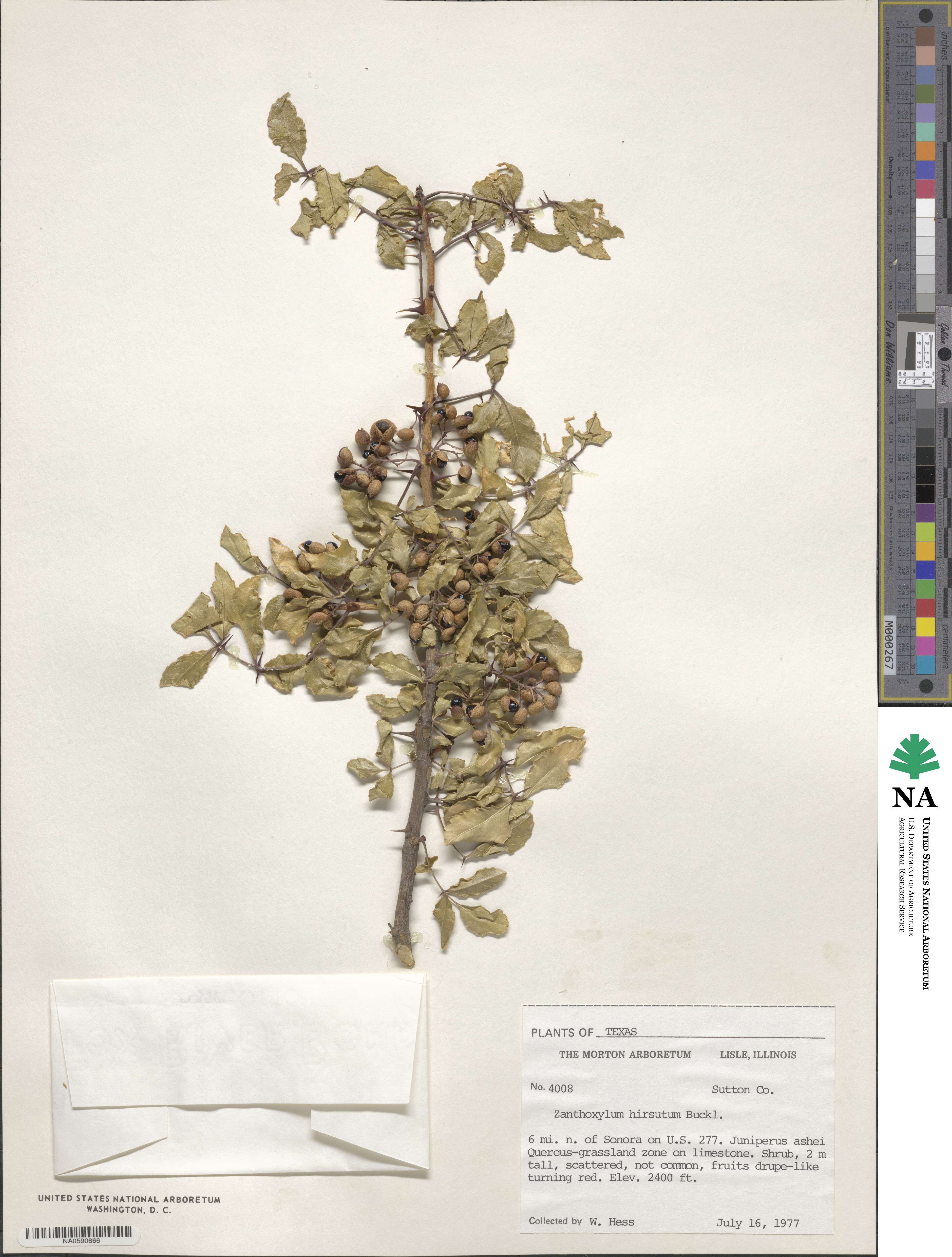 Zanthoxylum clava-herculis subsp. fruticosum image