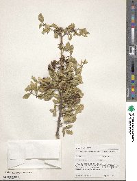 Zanthoxylum clava-herculis image