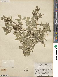 Zanthoxylum clava-herculis image