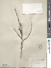 Zanthoxylum fagara image