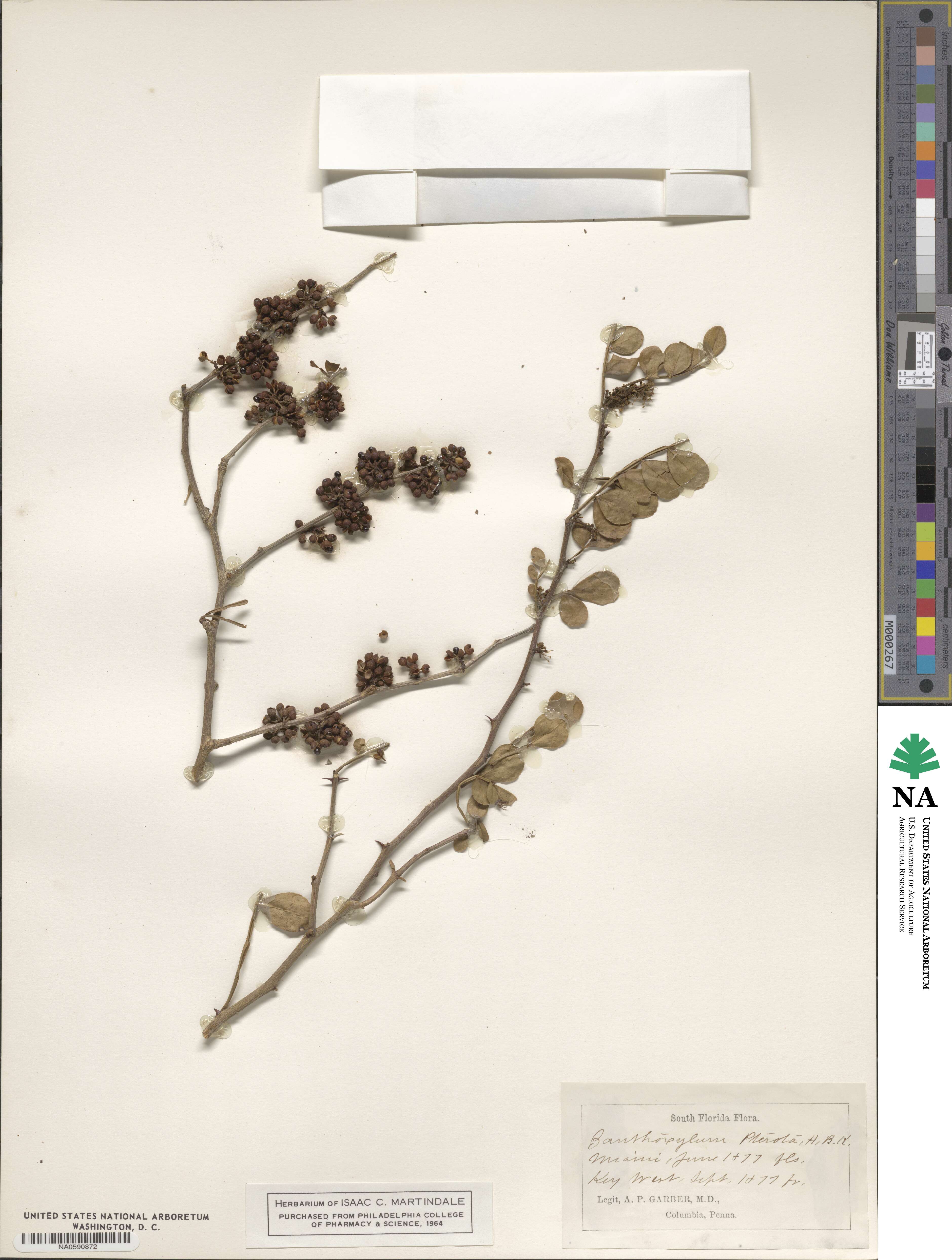 Zanthoxylum fagara subsp. fagara image