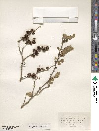 Zanthoxylum fagara subsp. fagara image