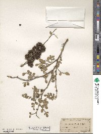 Zanthoxylum fagara image