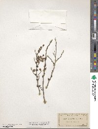 Zanthoxylum fagara image