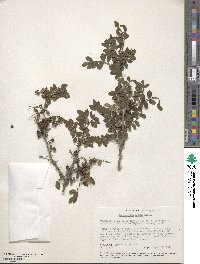 Zanthoxylum fagara image